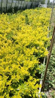 高度40厘米金森女贞