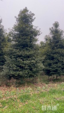 12公分金丝楠木