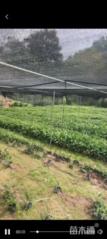 裸干高10厘米棕竹