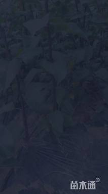 高度60厘米秋月梨