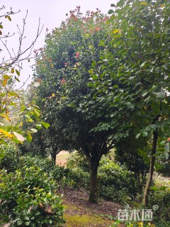 15公分高杆红叶石楠