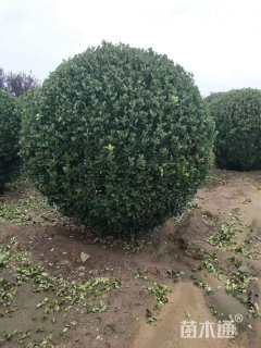 冠幅200厘米大叶黄杨球