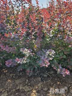 高度40厘米红叶小檗