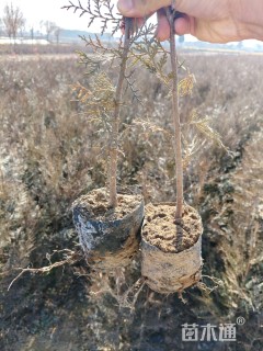 高度70厘米侧柏