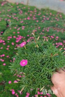 高度5厘米欧石竹