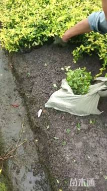 高度30厘米六道木