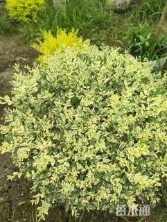 高度120厘米金姬小蜡球