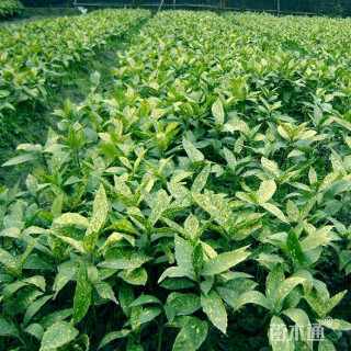 高度60厘米洒金珊瑚小苗