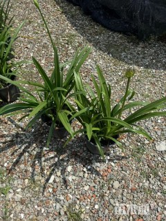 高度30厘米百子莲