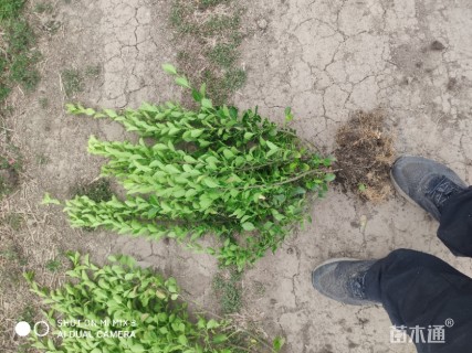 高度40厘米冬青卫矛