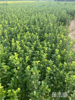 高度40厘米胶东卫矛