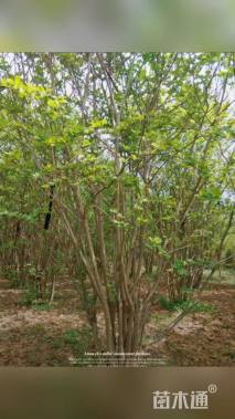 高度400厘米丛生紫薇