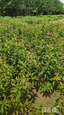 高度100厘米锦带花