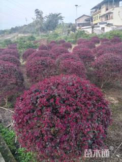 冠幅50厘米红花继木球