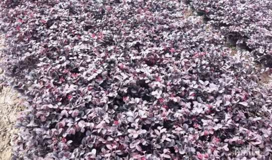 高度35厘米红花继木