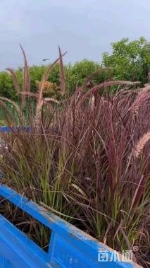 高度50厘米火焰狼尾草