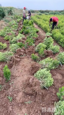 高度30厘米小叶黄杨