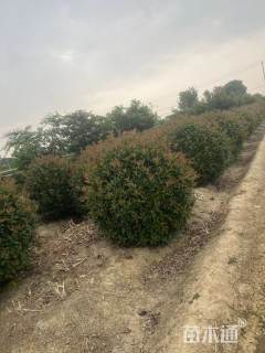 14公分红叶石楠