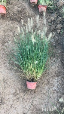 高度60厘米小兔子狼尾草