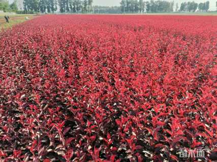 0.6公分紫叶矮樱