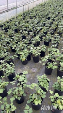 高度20厘米秋牡丹