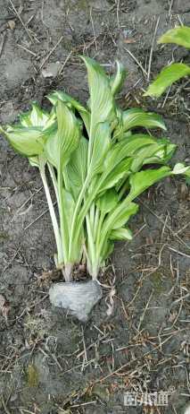 高度25厘米金边玉簪