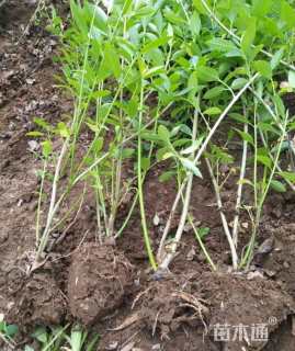 高度120厘米连翘小苗