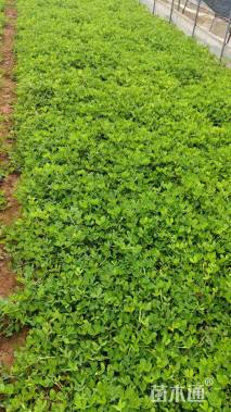 高度30厘米金花生