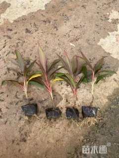 高度25厘米朱蕉