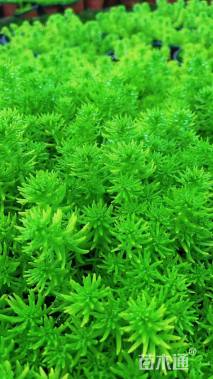 高度10厘米金叶佛甲草