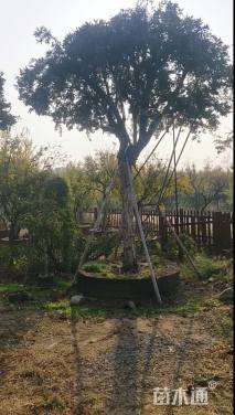 高度350厘米石榴