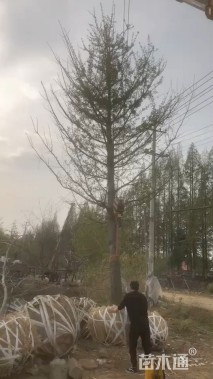 30公分银杏
