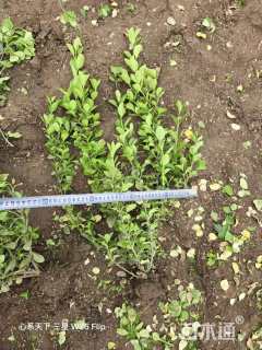 高度70厘米胶东卫矛