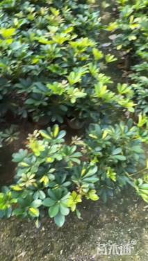 高度30厘米花叶鸭脚木