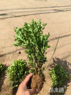 高度40厘米瓜子黄杨