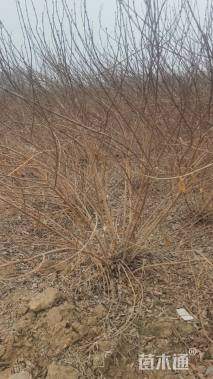 高度180厘米连翘