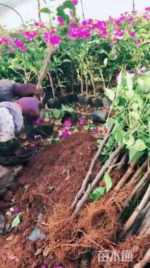 高度31厘米三角梅