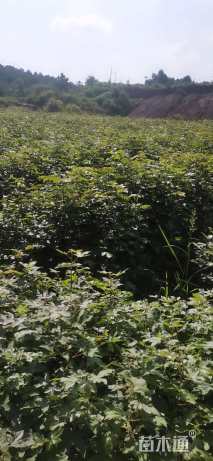 高度50厘米枫香小苗