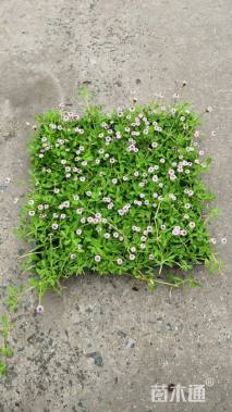 高度15厘米姬岩垂草