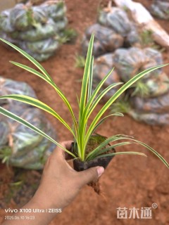 高度30厘米金边麦冬