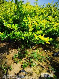 高度55厘米金森女贞