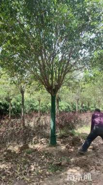 15公分大叶女贞