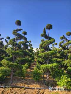 11公分造型龙柏