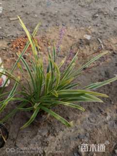 高度25厘米金边麦冬