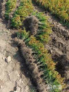 高度30厘米小叶黄杨