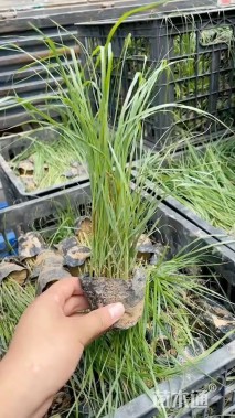 高度20厘米金叶石菖蒲