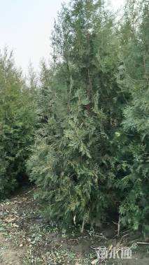 高度200厘米侧柏