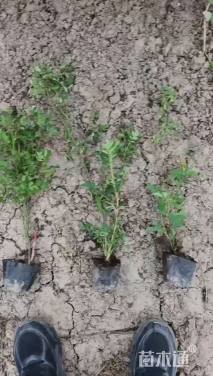 高度40厘米丰花月季