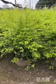 高度40厘米亮金女贞