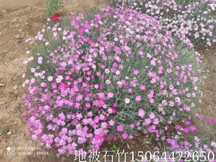 高度20厘米常夏石竹